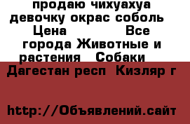 продаю чихуахуа девочку,окрас соболь › Цена ­ 25 000 - Все города Животные и растения » Собаки   . Дагестан респ.,Кизляр г.